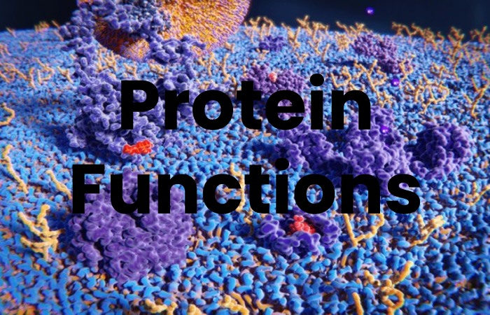 _Proteins Functions